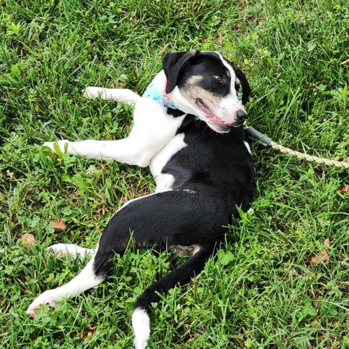 Ducky, an adoptable Goldendoodle, American Bully in Springfield, MO, 65804 | Photo Image 6