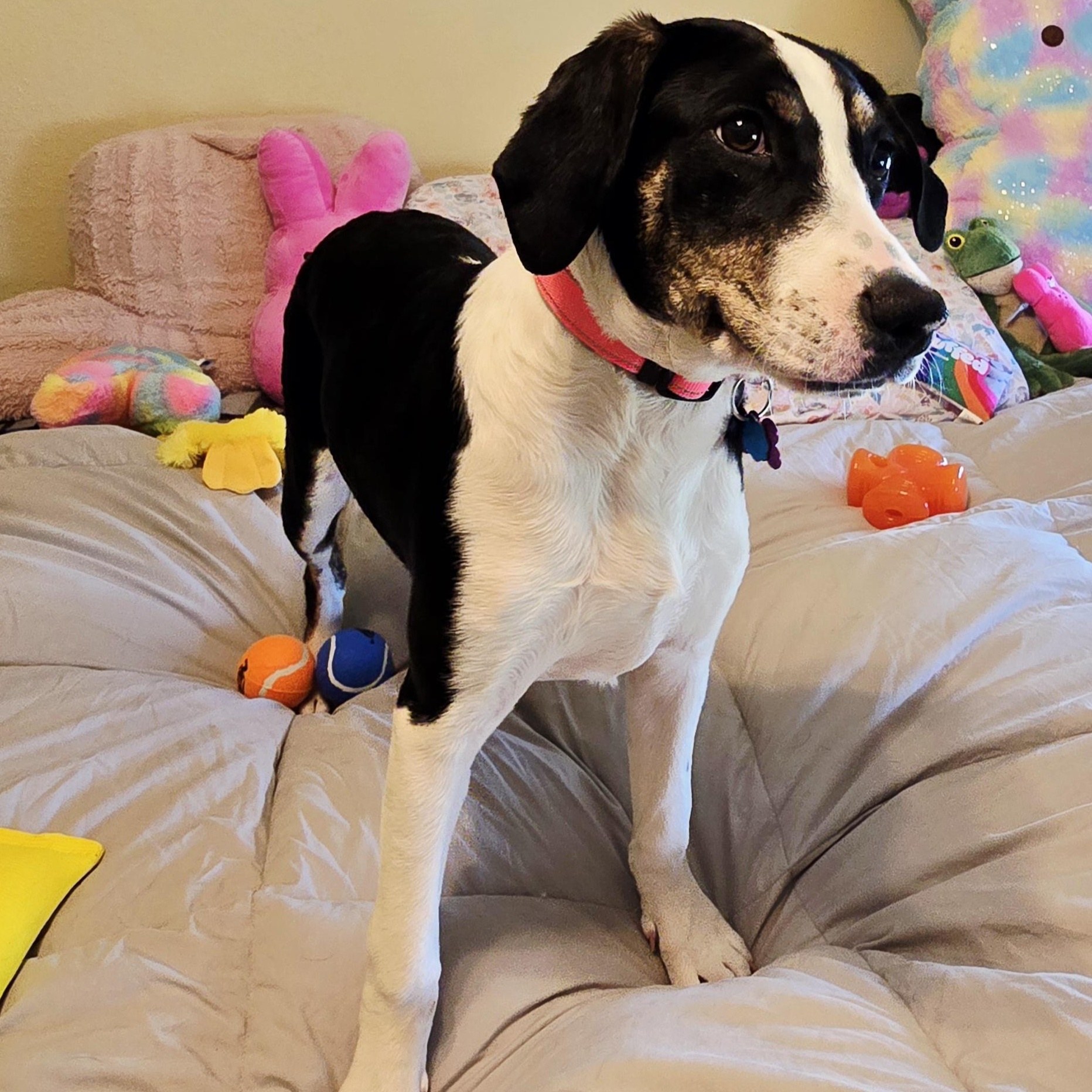 Ducky, an adoptable Goldendoodle, American Bully in Springfield, MO, 65804 | Photo Image 4