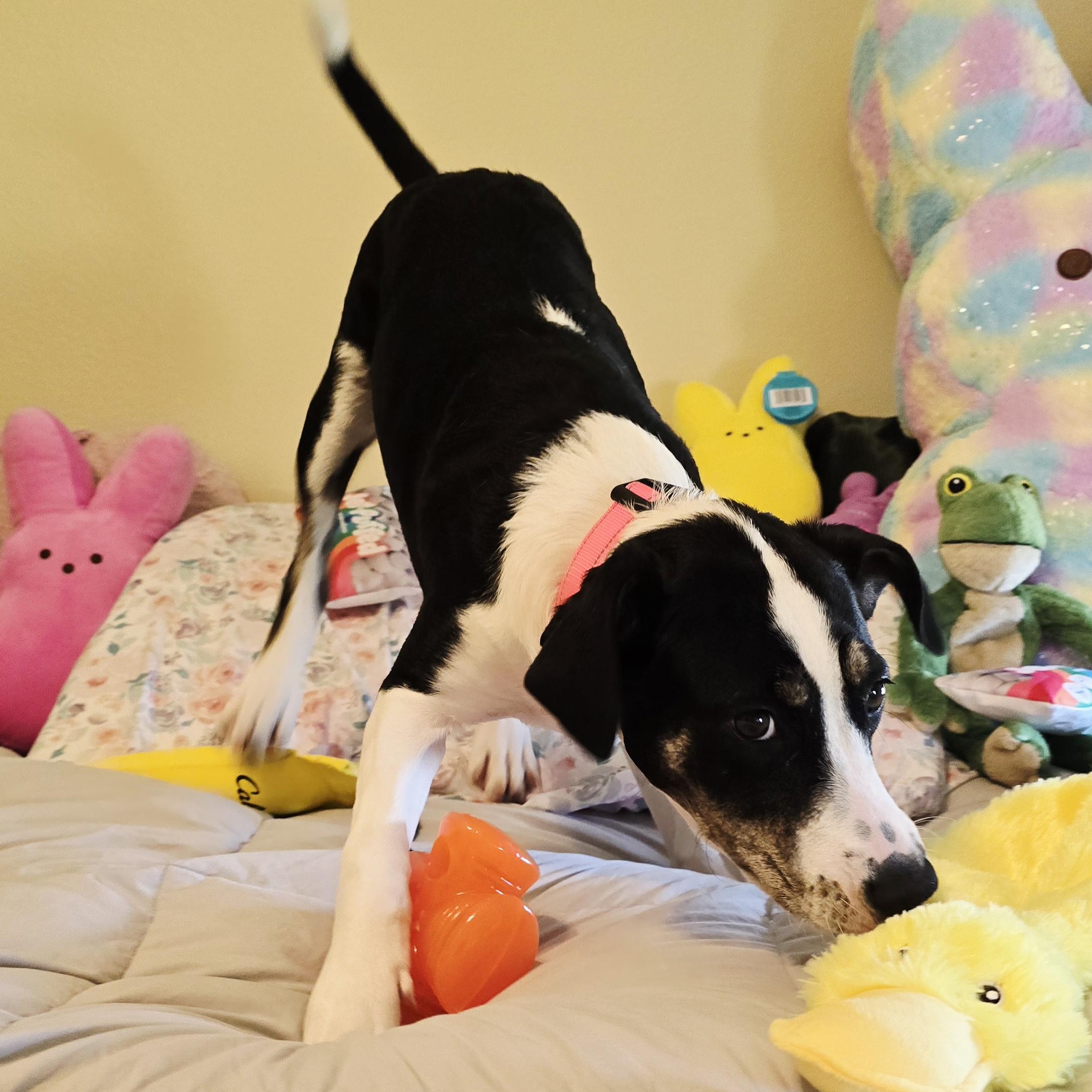 Ducky, an adoptable Goldendoodle, American Bully in Springfield, MO, 65804 | Photo Image 2