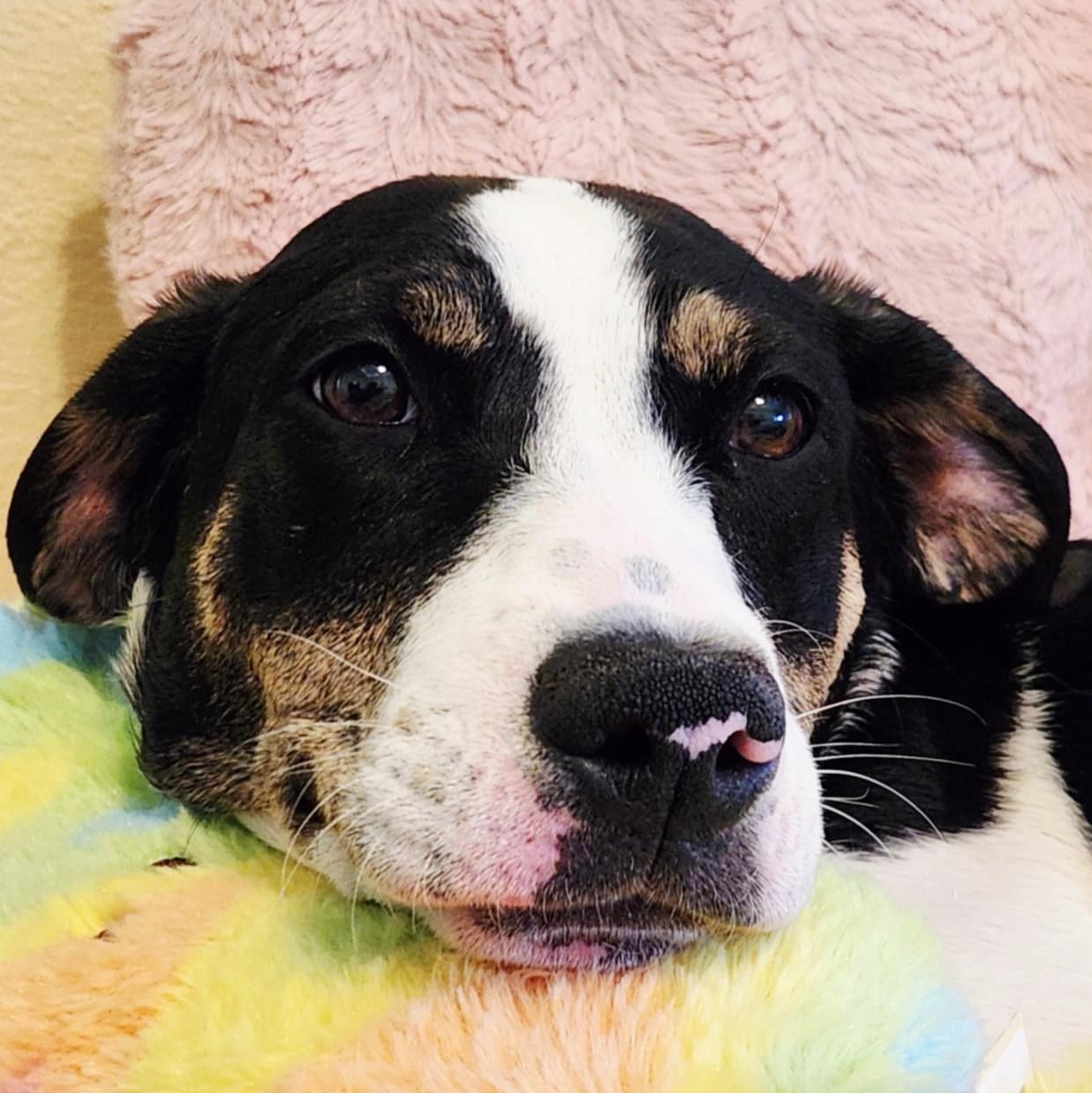 Ducky, an adoptable Goldendoodle, American Bully in Springfield, MO, 65804 | Photo Image 1