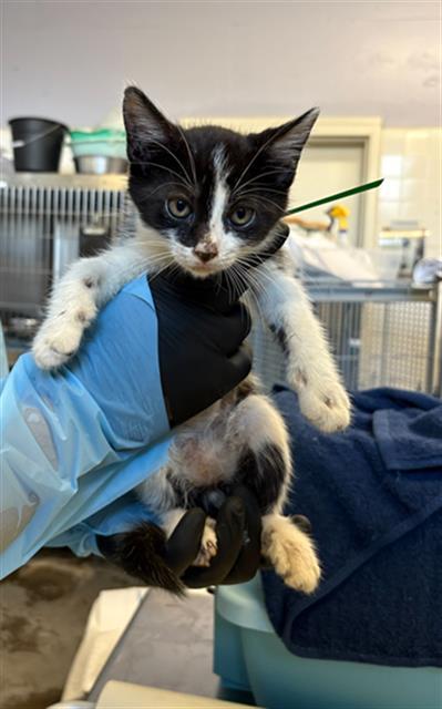 Enlarge STEVE, a Adoptable Domestic Medium Hair in Camarillo, CA image 1/1