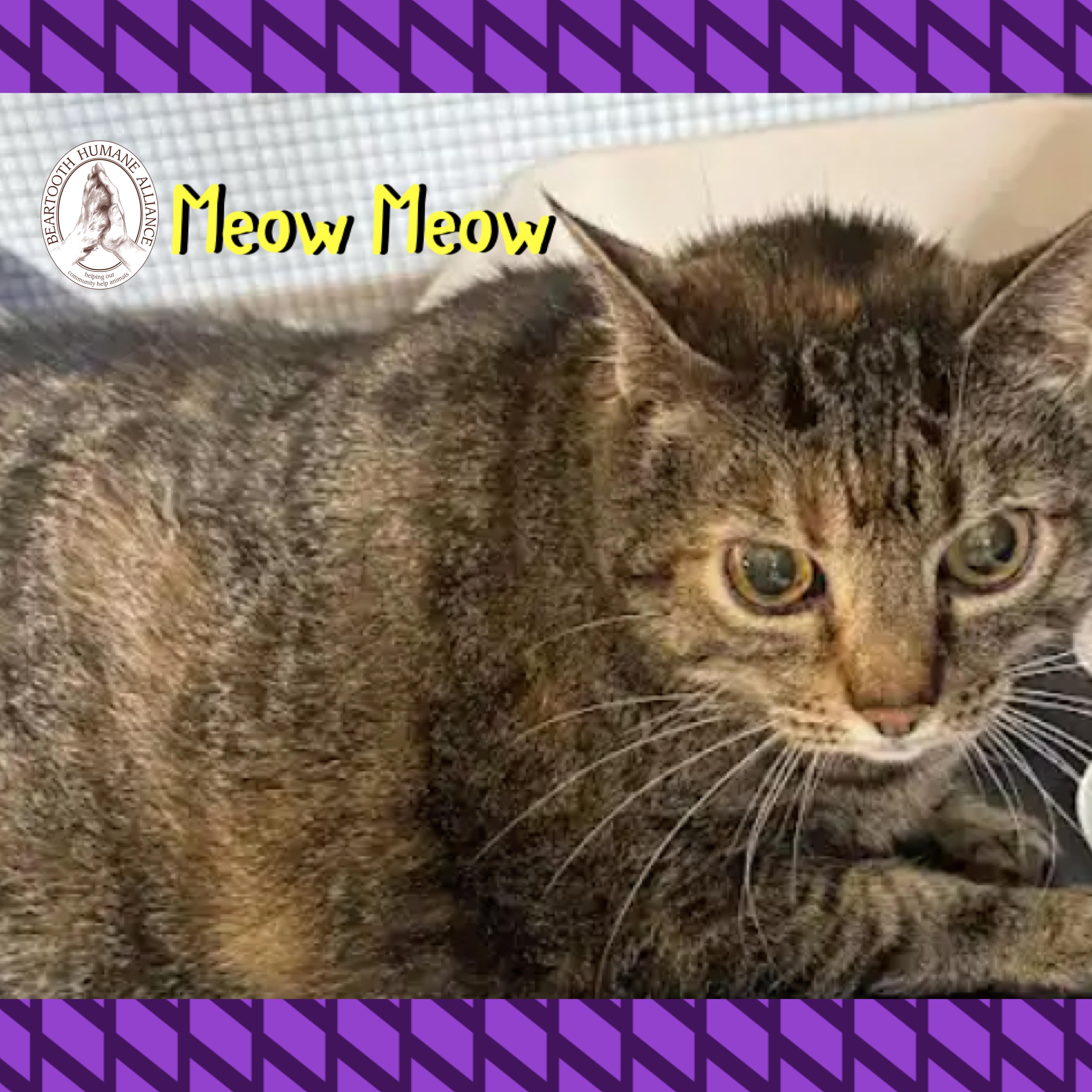 Meow Meow, a ADOPTABLE mixed breed in Red Lodge, MT image 2/2