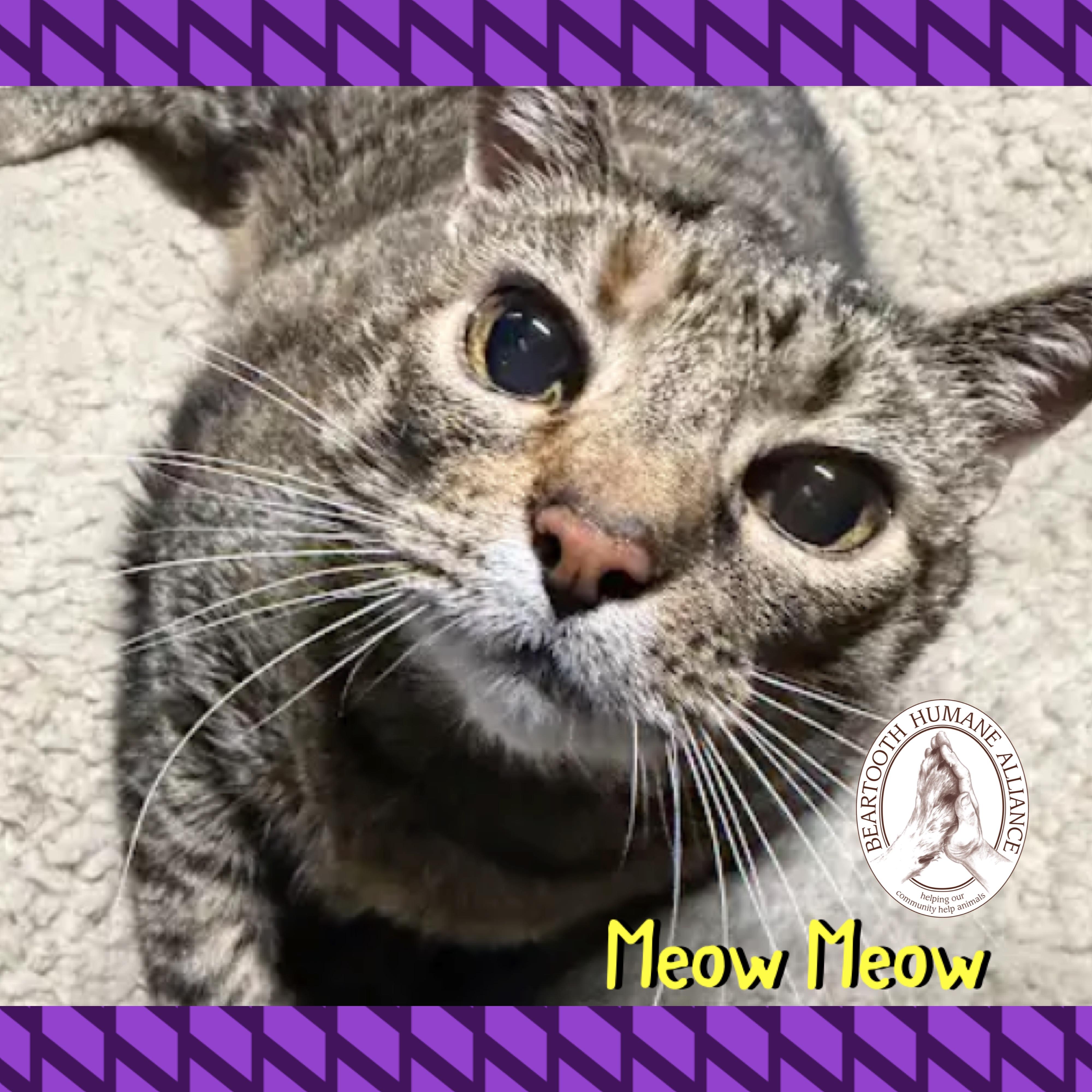 Meow Meow, ADOPTABLE, Adult Female Domestic Short Hair.