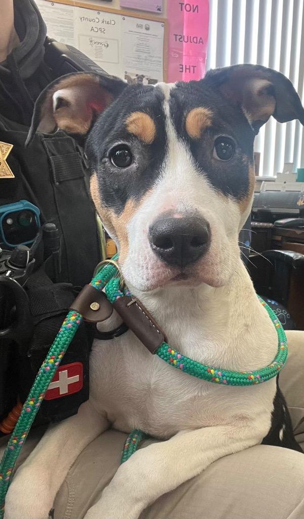 Dr. Meredith Grey, Adoptable, Puppy Female Pit Bull Terrier.