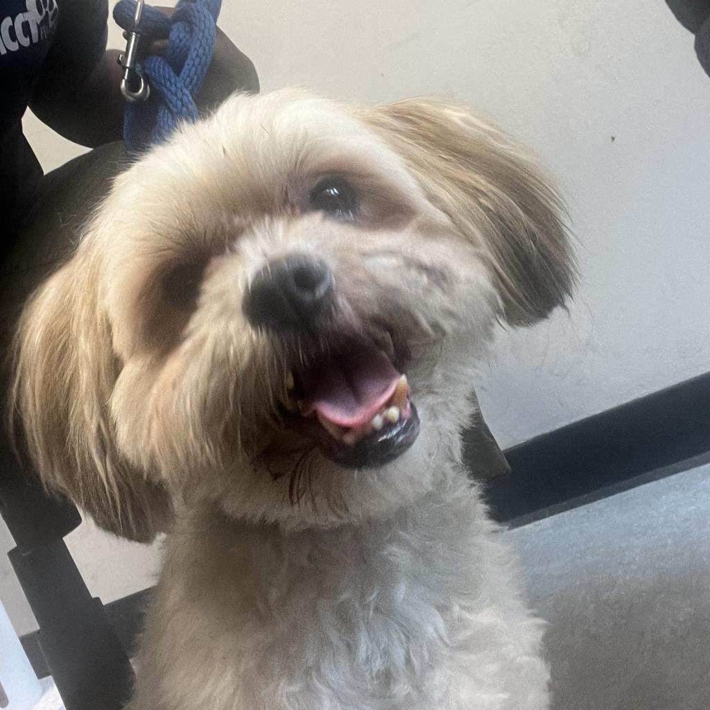 Enlarge Chase, a Adoptable Mixed Breed in Philadelphia, PA image 1/1