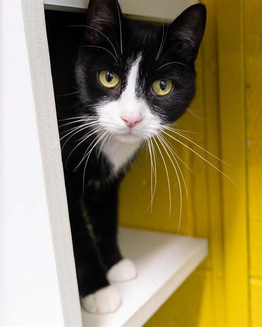 DRAGON, Adoptable, Adult Male Domestic Short Hair.