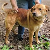 Enlarge Jake, a Adoptable mixed breed in Mountain City, TN image 1/1