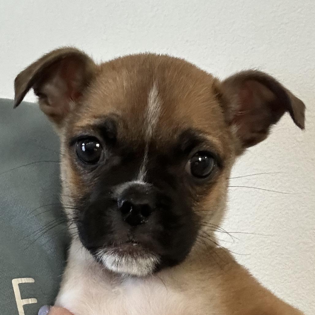 Enlarge Walter, a Adoptable mixed breed in Sacramento, CA image 1/6