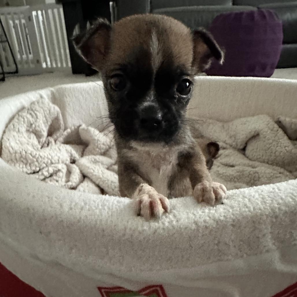 Enlarge Walter, a Adoptable mixed breed in Sacramento, CA image 2/6