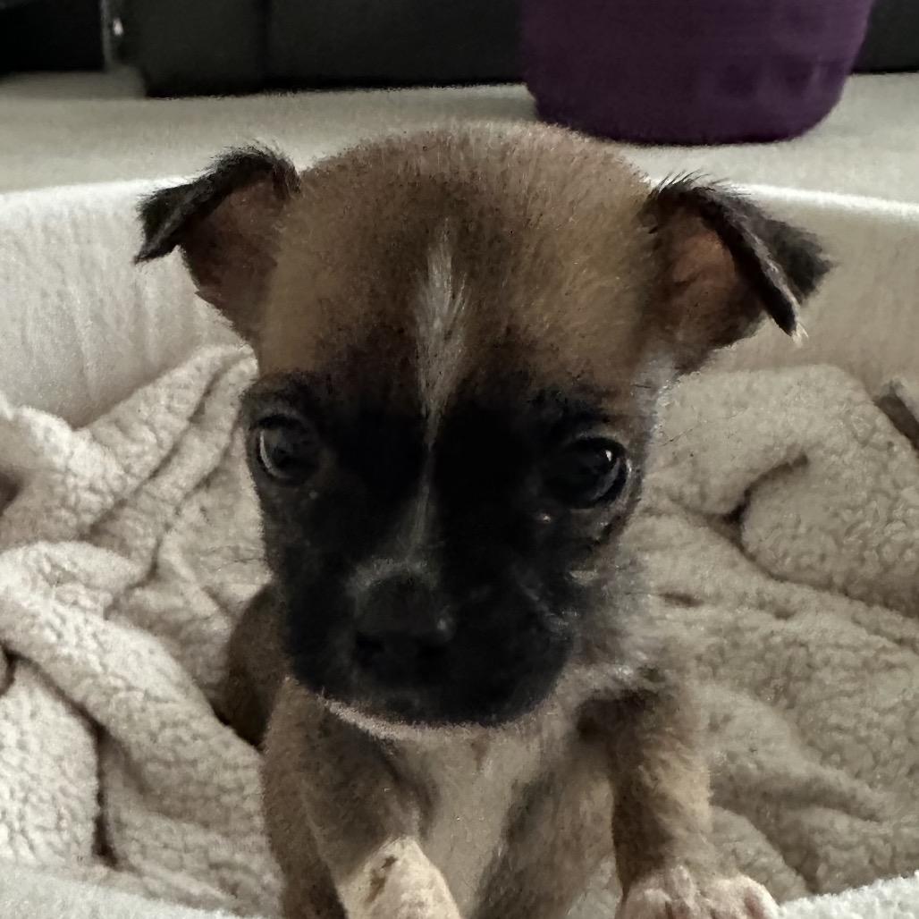 Enlarge Walter, a Adoptable mixed breed in Sacramento, CA image 3/6