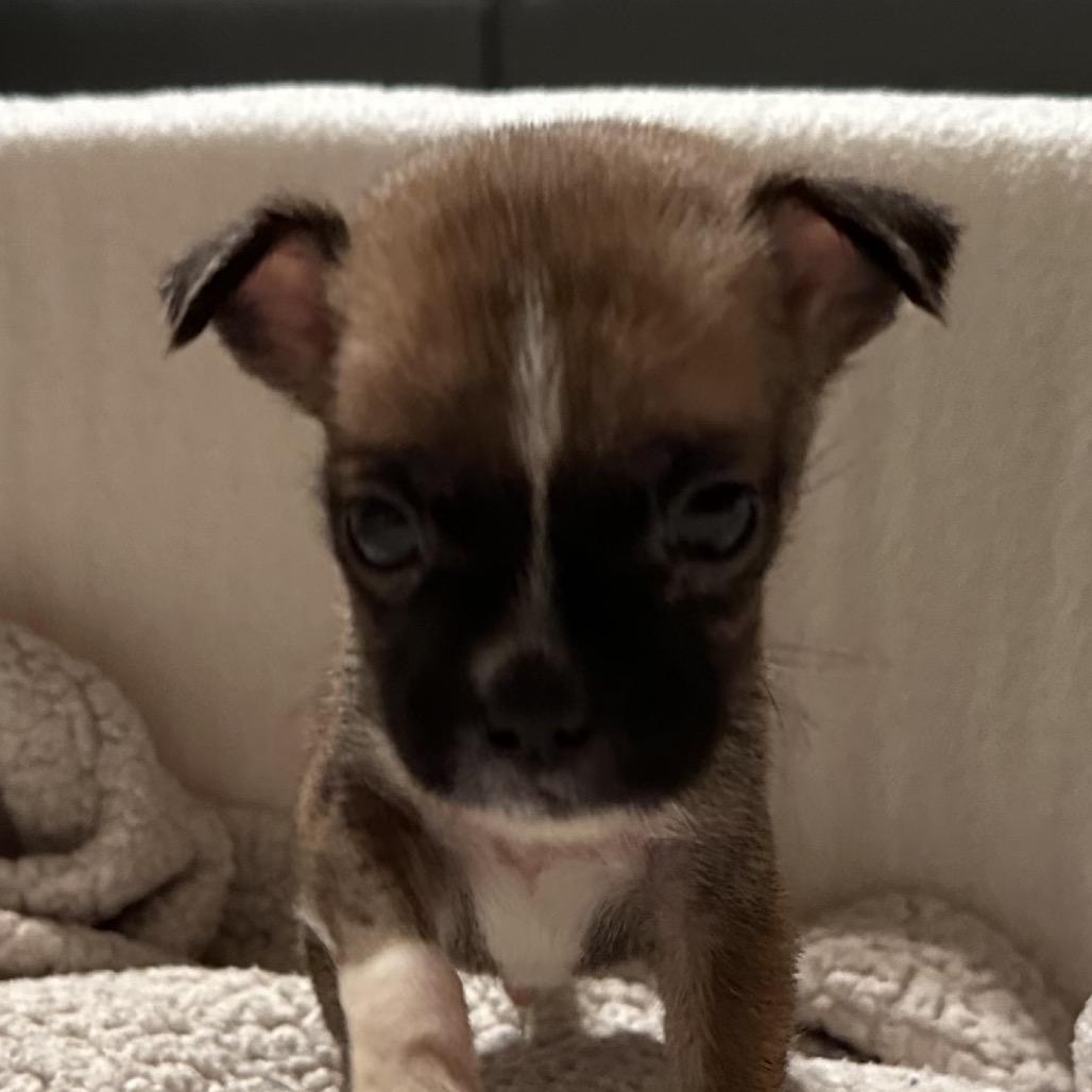 Enlarge Walter, a Adoptable mixed breed in Sacramento, CA image 4/6