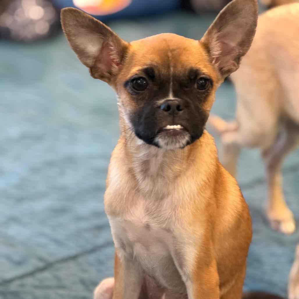 Enlarge Walter, a Adoptable mixed breed in Sacramento, CA image 5/6