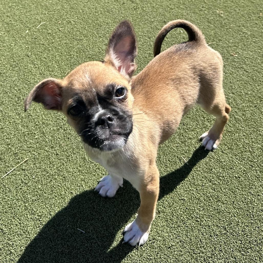 Enlarge Walter, a Adoptable mixed breed in Sacramento, CA image 5/6