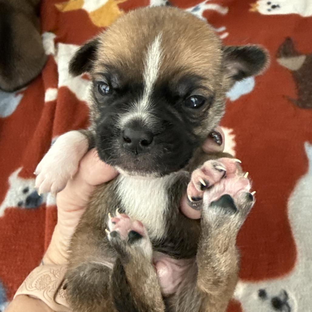 Enlarge Walter, a Adoptable mixed breed in Sacramento, CA image 6/6