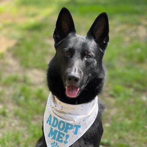 Enzo, Adult Male German Shepherd Dog