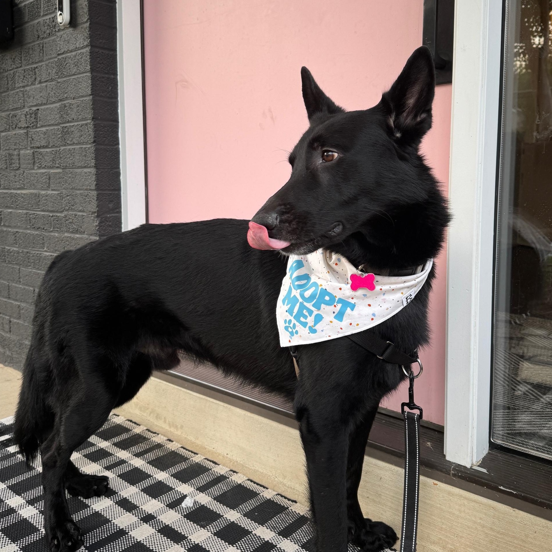 Enzo photo 6