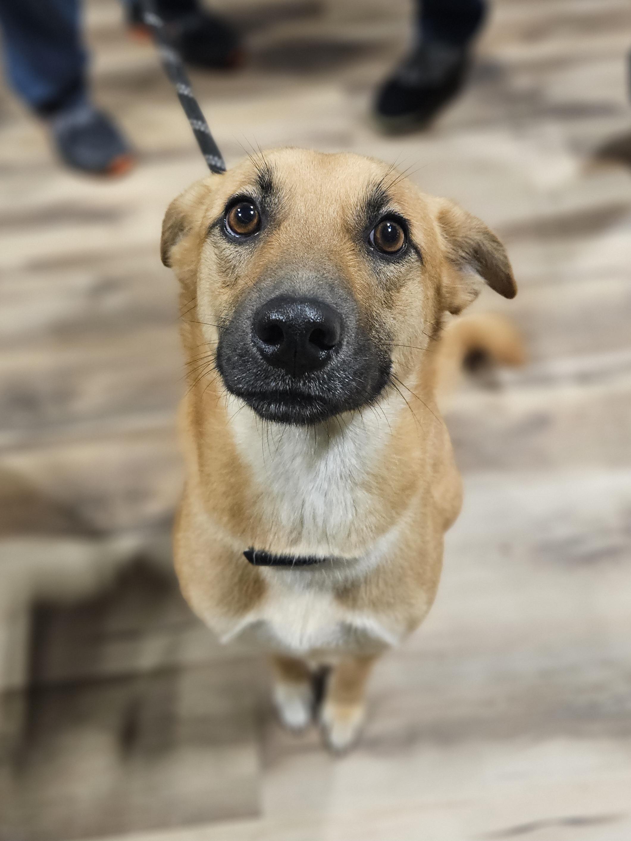 Enlarge LUCY    $425, an adoptable mixed breed in Milwaukee, WI image 3/4