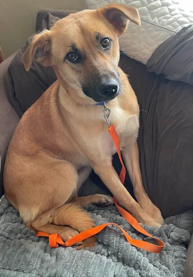 Enlarge LUCY    $425, an adoptable mixed breed in Milwaukee, WI image 2/4