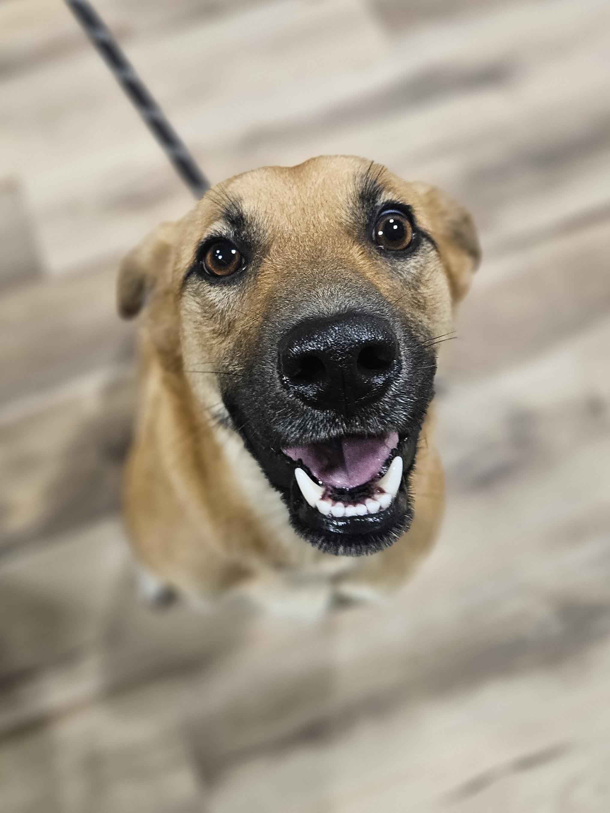 LUCY    $425, adoptable, Adult Female Shepherd.