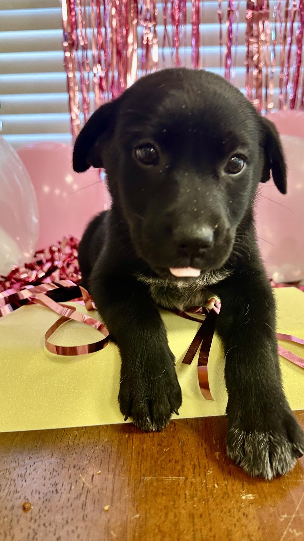 Enlarge Angel, a Adoptable mixed breed in Gallatin, TN image 2/4