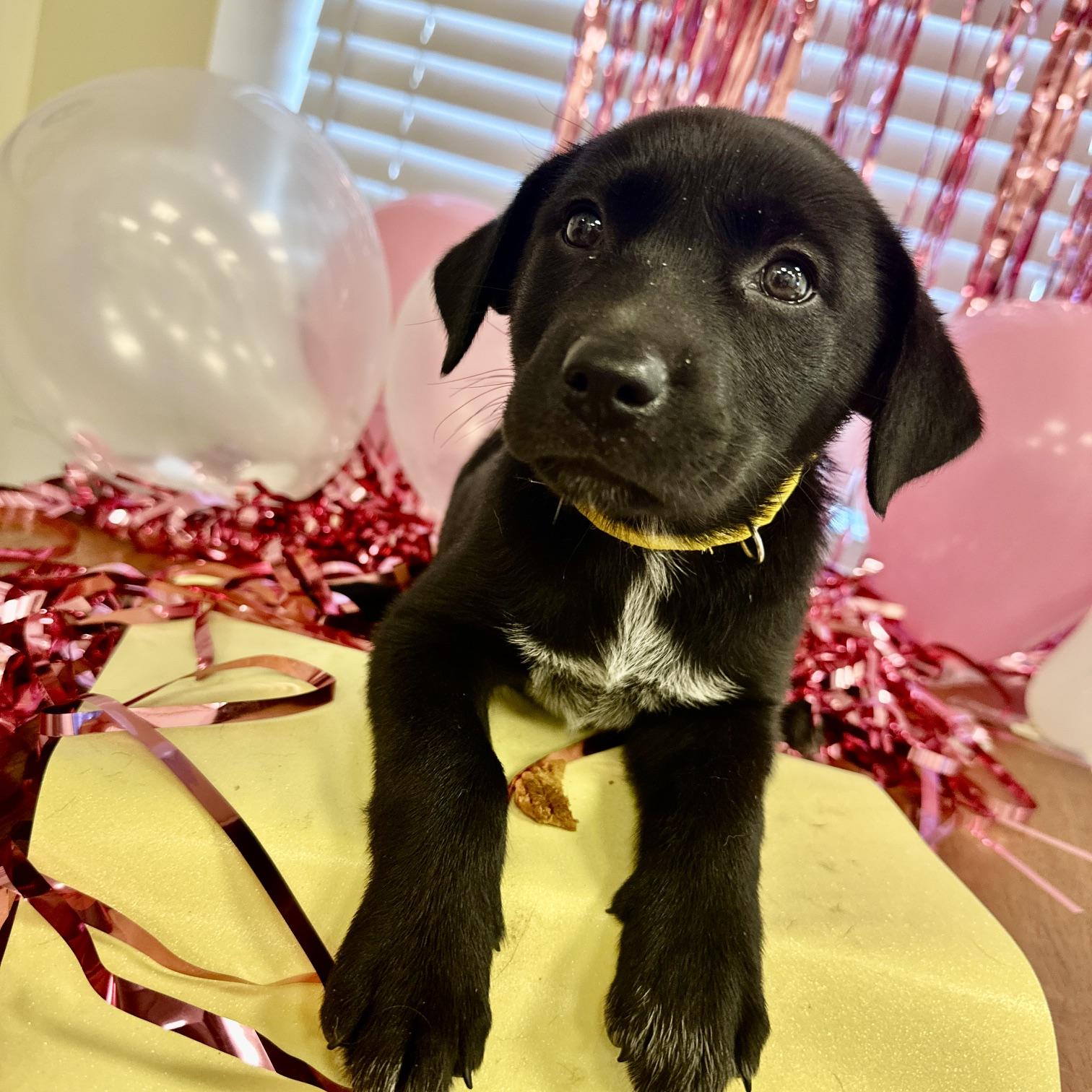 Enlarge Angel, a Adoptable mixed breed in Gallatin, TN image 3/4