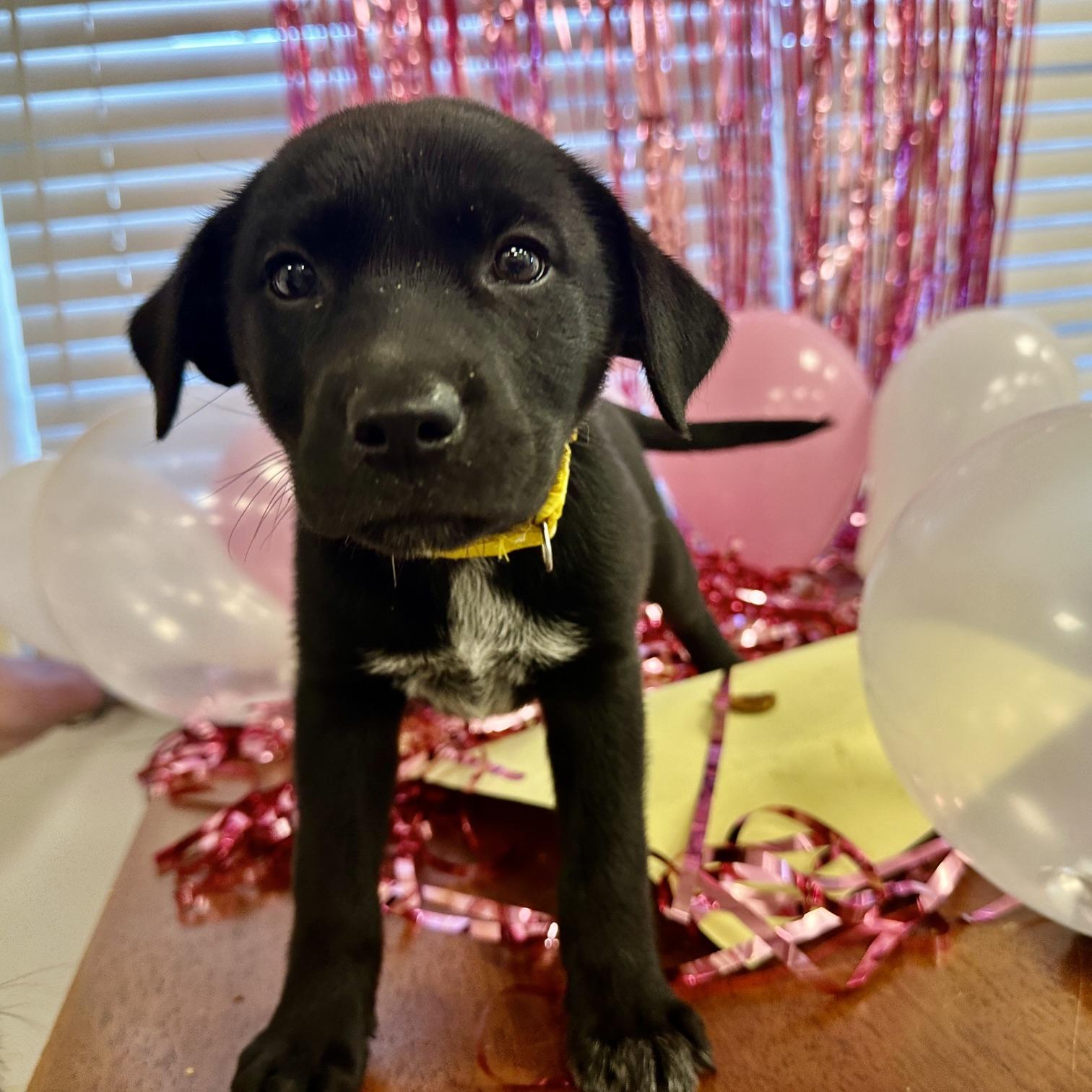 Angel, Adoptable, Puppy Female Labrador Retriever & Feist.