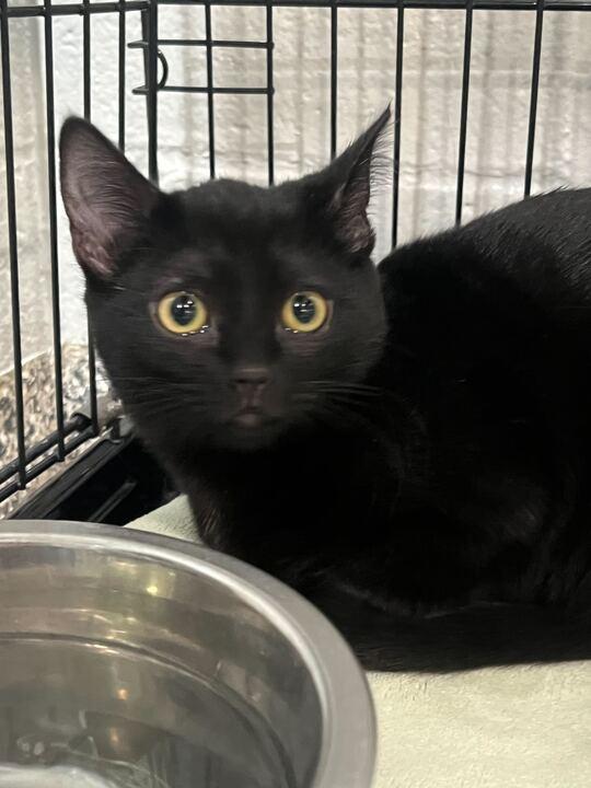 Enlarge Diva, an adopted Domestic Short Hair in Jackson, MI image 1/4