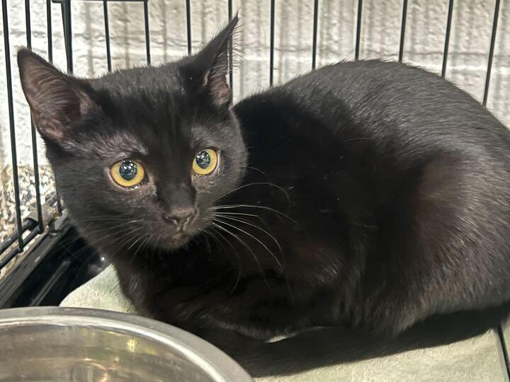 Enlarge Diva, an adopted Domestic Short Hair in Jackson, MI image 3/4