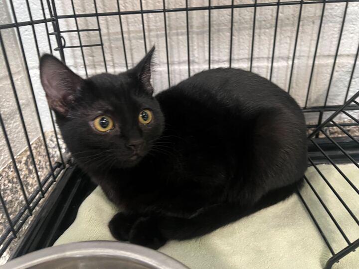 Enlarge Diva, an adopted Domestic Short Hair in Jackson, MI image 4/4