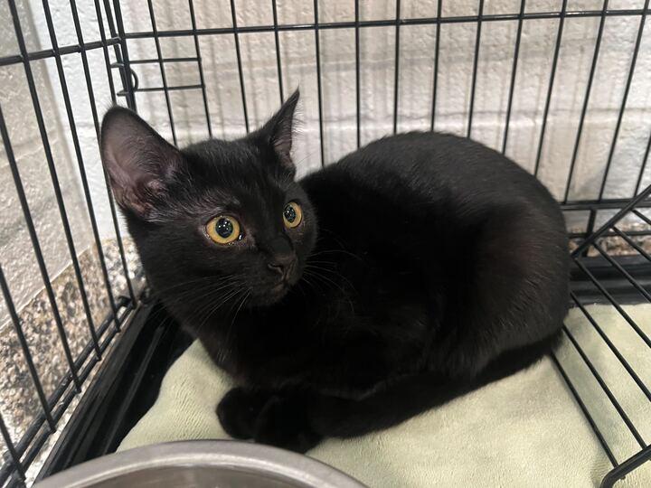 Enlarge Diva, an adopted Domestic Short Hair in Jackson, MI image 2/4