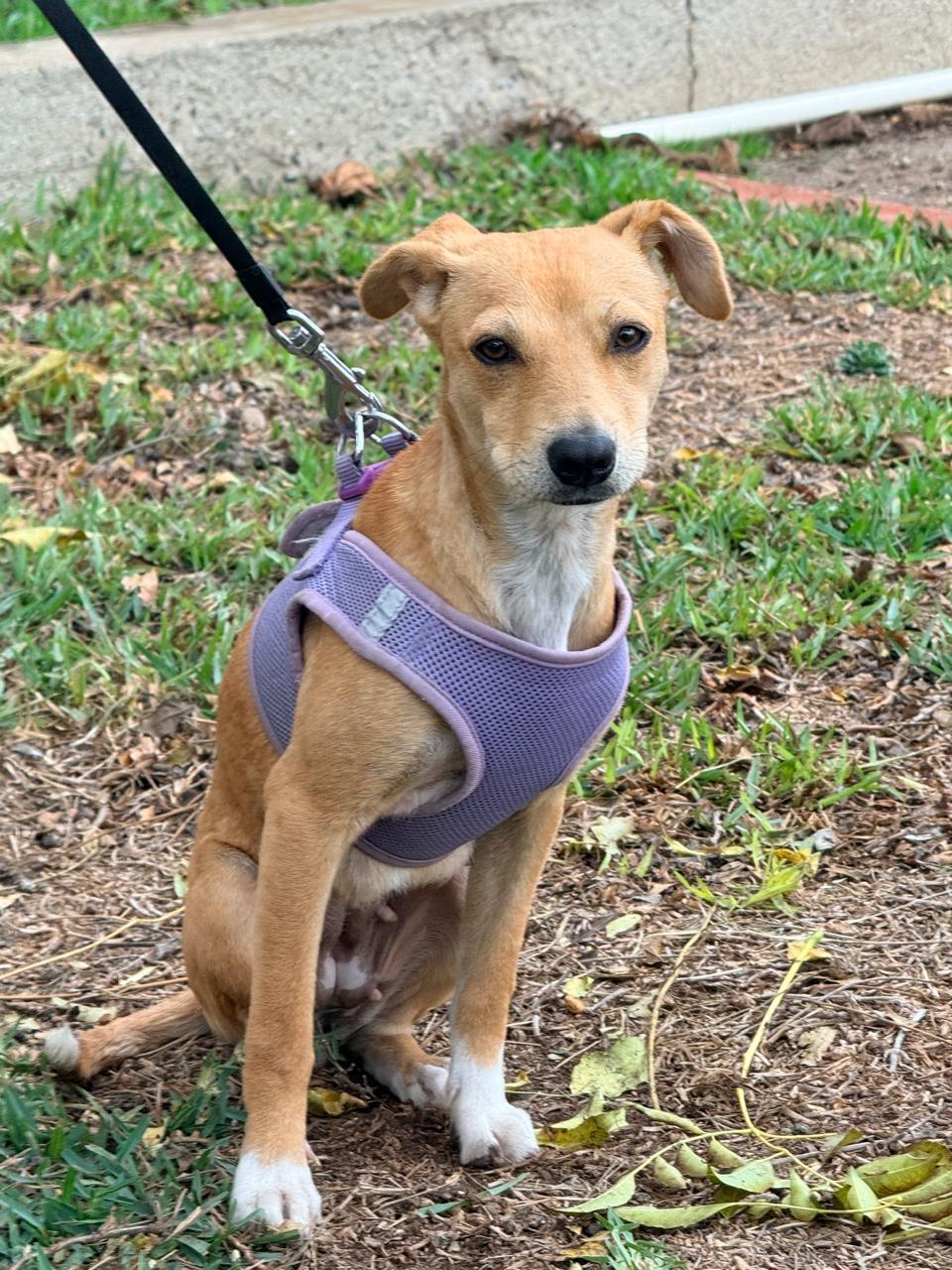 Mila , ADOPTABLE, Young Female Chihuahua.