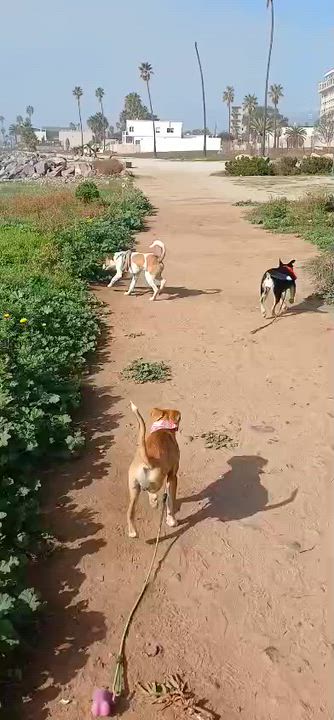Enlarge Mila , a ADOPTABLE mixed breed in San Diego, CA video 2/3