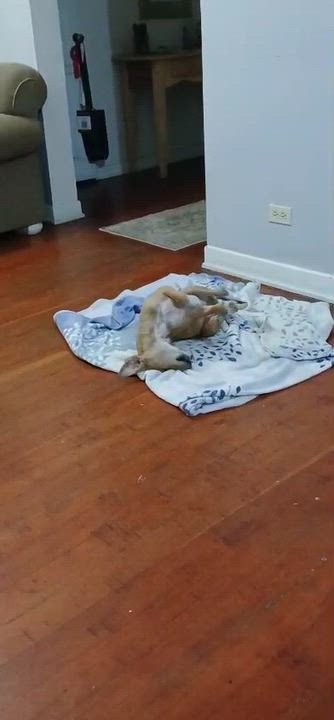 Enlarge Mila , a ADOPTABLE mixed breed in San Diego, CA video 3/3