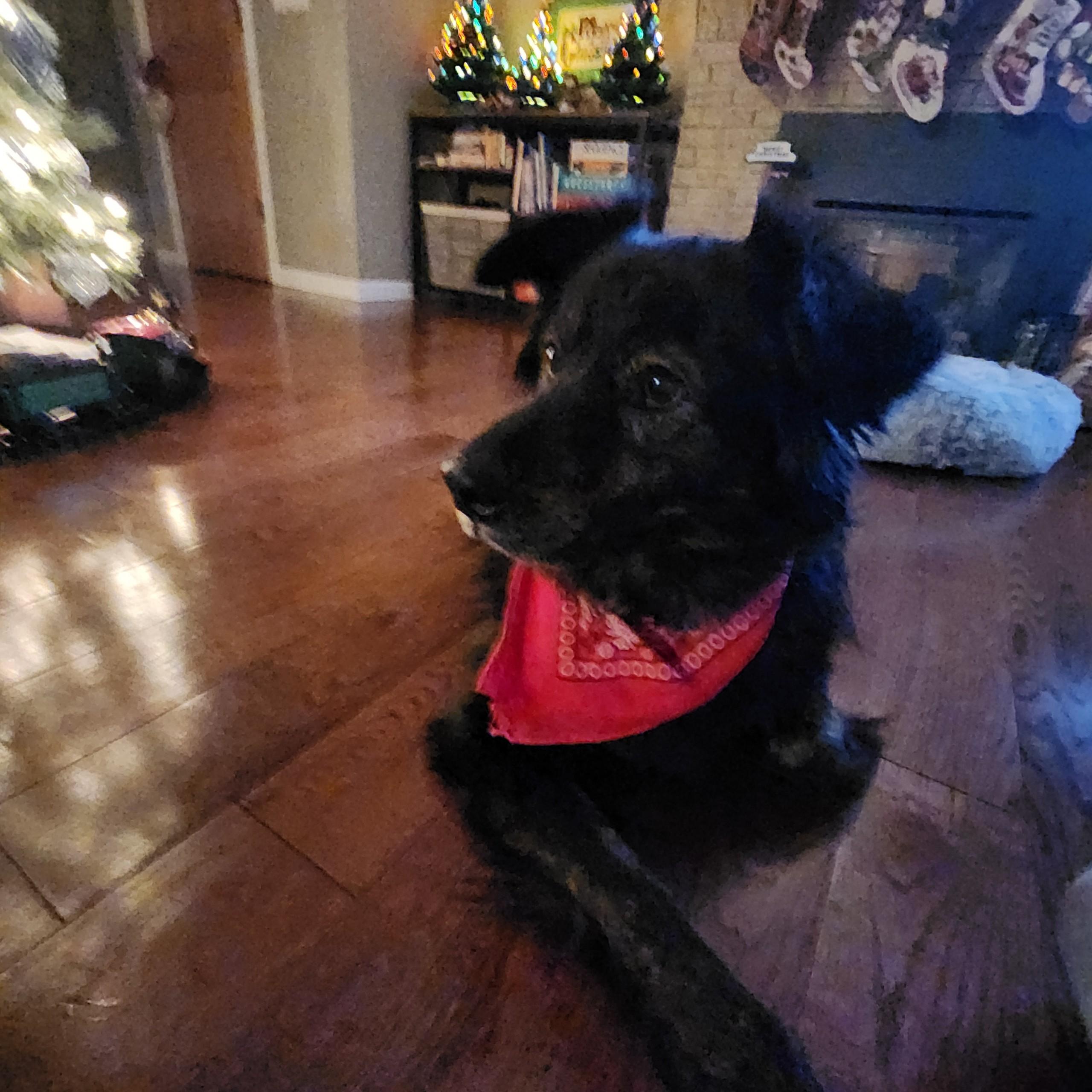 Enlarge Mia, a Adoptable mixed breed in Elk River, MN image 3/3