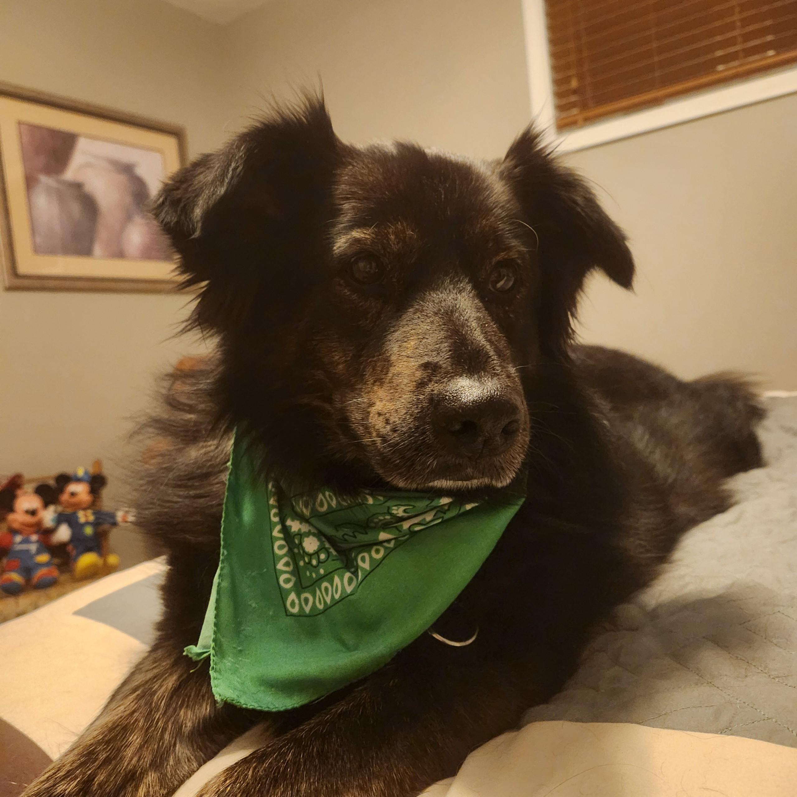 Enlarge Mia, a Adoptable mixed breed in Elk River, MN image 2/3