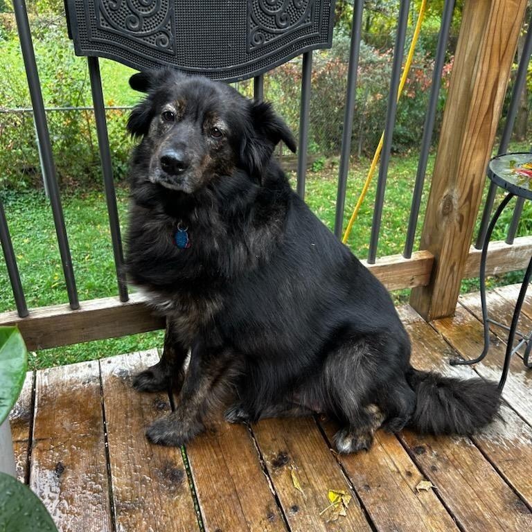 Enlarge Mia, a Adoptable mixed breed in Elk River, MN image 1/3