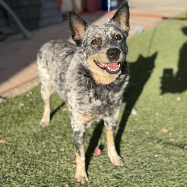 Oneida, Adoptable, Adult Female Cattle Dog & Mixed Breed.