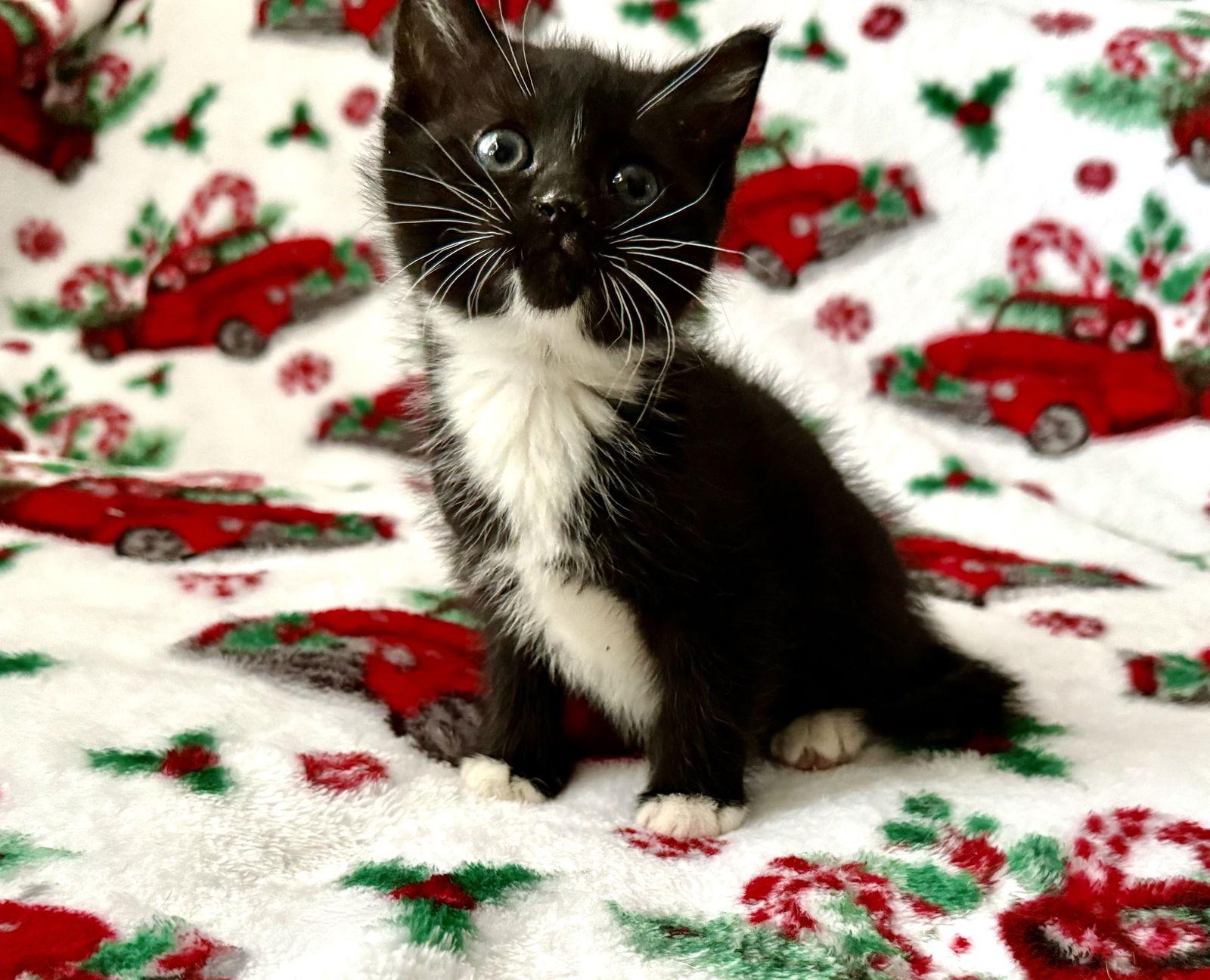 Enlarge Twinkle, a Adopted Tuxedo in Fenton, MO image 1/1