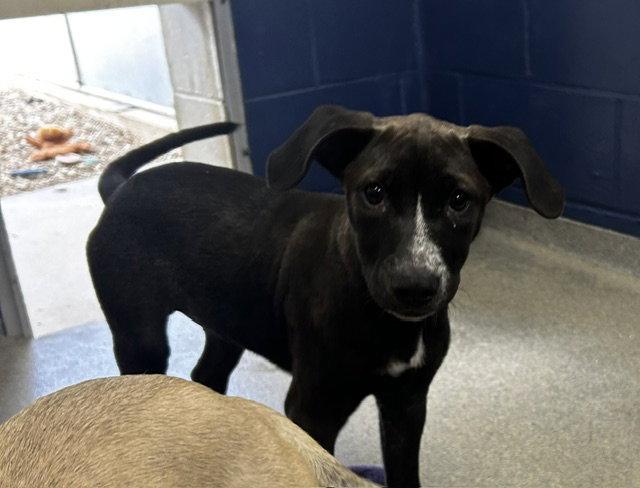 Enlarge Maisie 3 months AVAILABLE 8/12, a Adoptable Labrador Retriever in Sterling, MA image 1/1