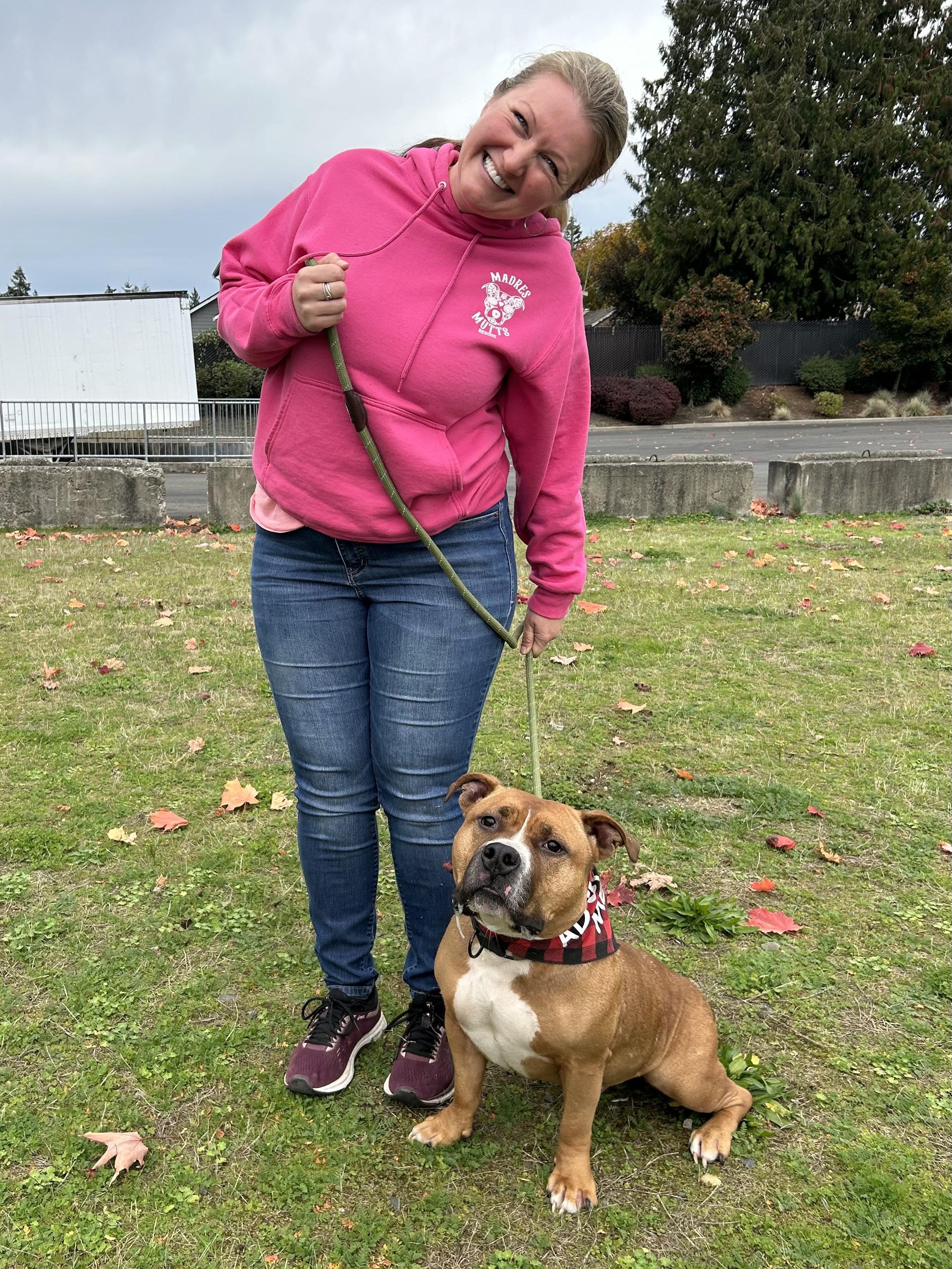 Dog for adoption Hank, an American Staffordshire Terrier & Bulldog