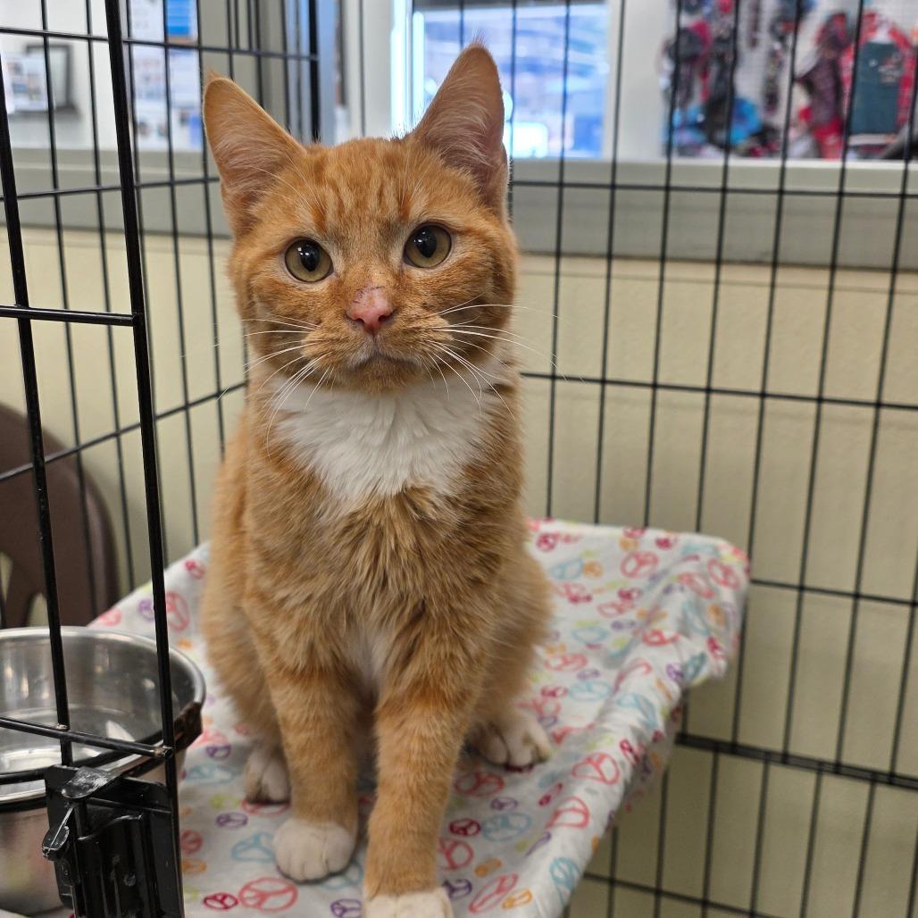 Tang, a Adoptable Domestic Short Hair in Galax, VA image 1/3