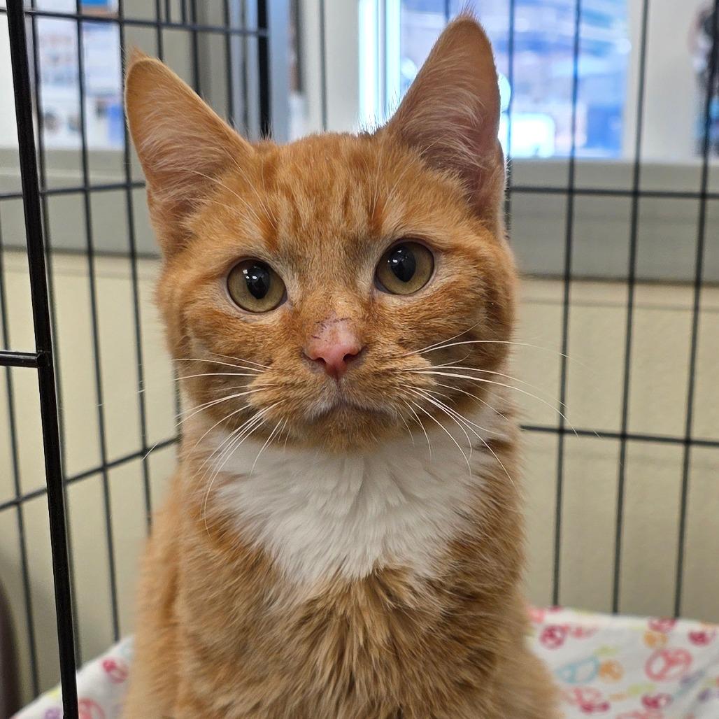 Tang, a Adoptable Domestic Short Hair in Galax, VA image 2/3