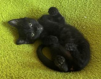 Enlarge Simone, a ADOPTABLE mixed breed in Escondido, CA image 1/3