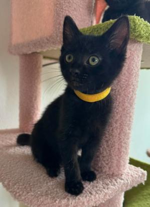 Enlarge Simone, a ADOPTABLE mixed breed in Escondido, CA image 3/3