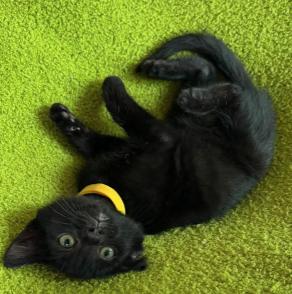 Enlarge Simone, a ADOPTABLE mixed breed in Escondido, CA image 2/3