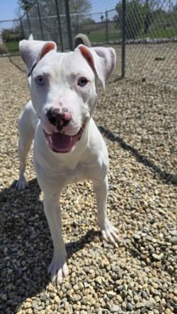 Piglet, adopted, Adult Female Pit Bull Terrier.