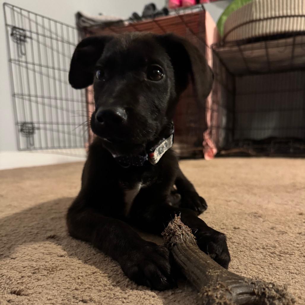 Bizkit, Adoptable, Puppy Male Mixed Breed.