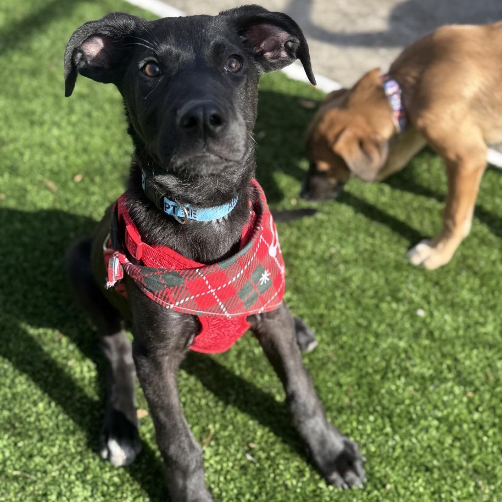 Enlarge Bizkit, a Adoptable Mixed Breed in Summerfield, NC image 2/6