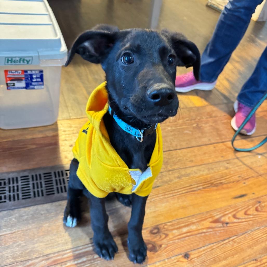 Enlarge Bizkit, a Adoptable Mixed Breed in Summerfield, NC image 3/6