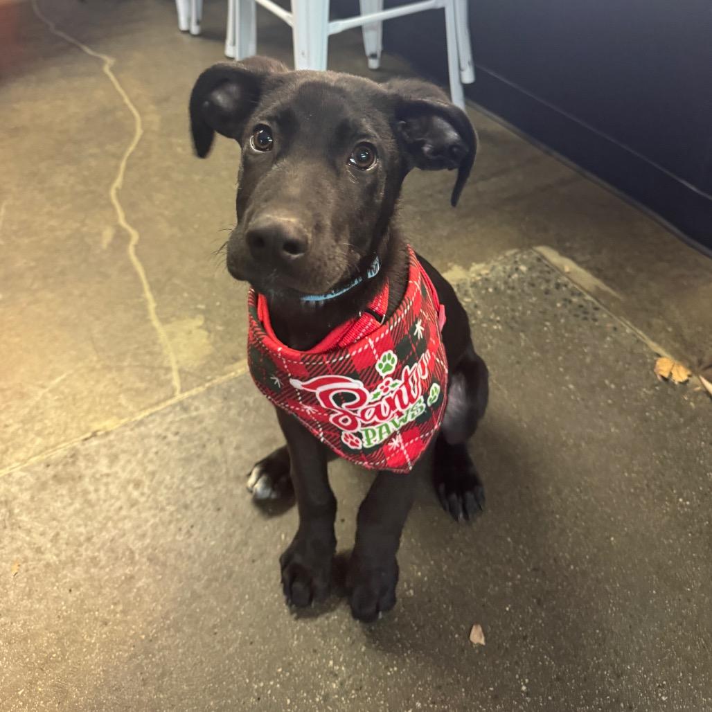 Enlarge Bizkit, a Adoptable mixed breed in Summerfield, NC image 2/6